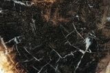 Jurassic Purbeck Fossil Wood Slab - Dorset, England #285005-1